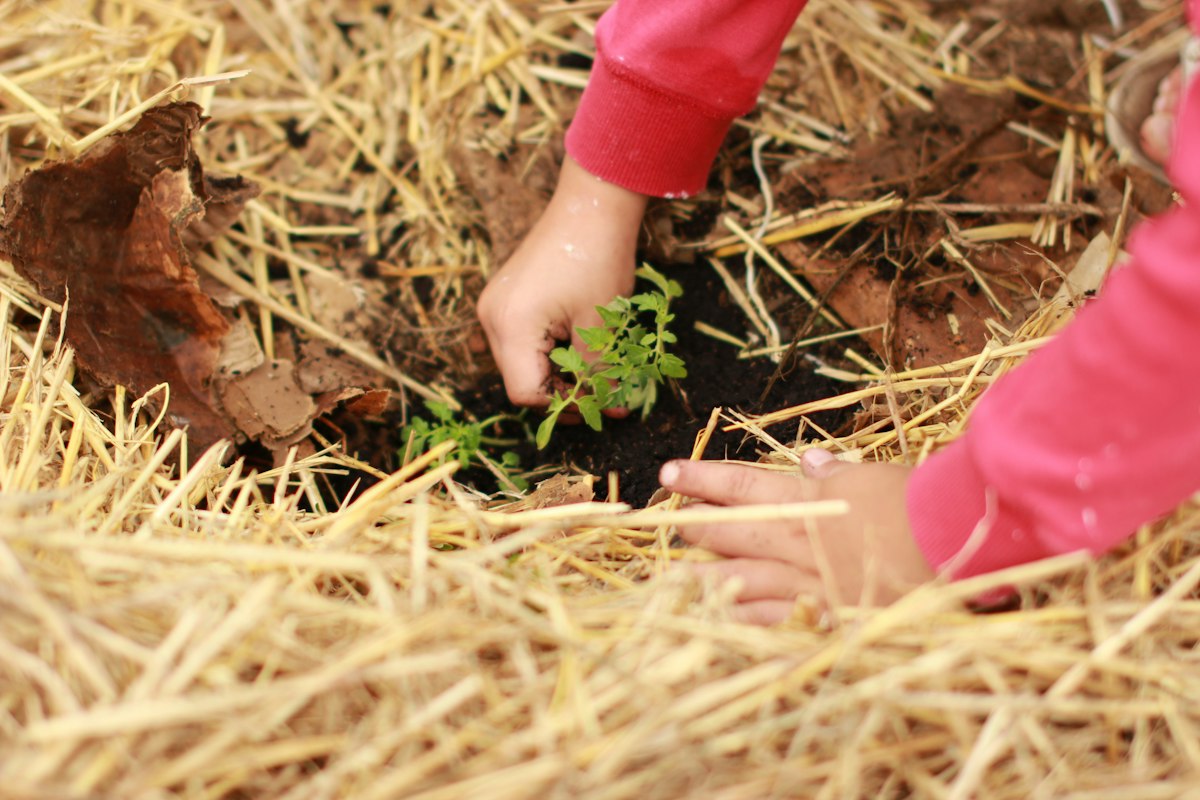 A child's hands planting a seedling in straw